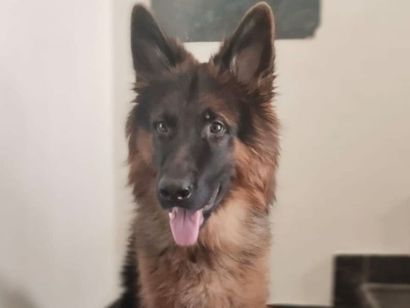 German Shepherd 1 year 1 month old male extra large named Leo for breeding in Meerut Division, Uttar Pradesh | Petmeetly