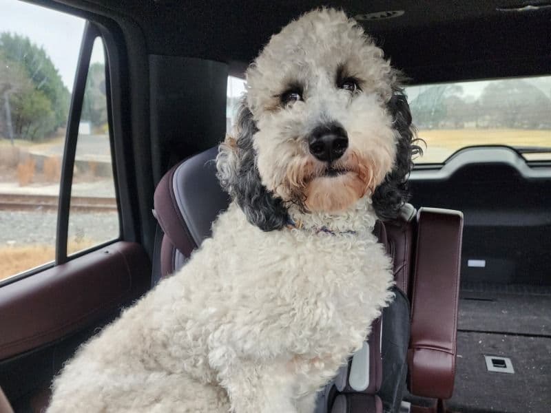 Goldendoodle 2 years old female medium named Scarlett for breeding in Wicomico County, Maryland | Petmeetly