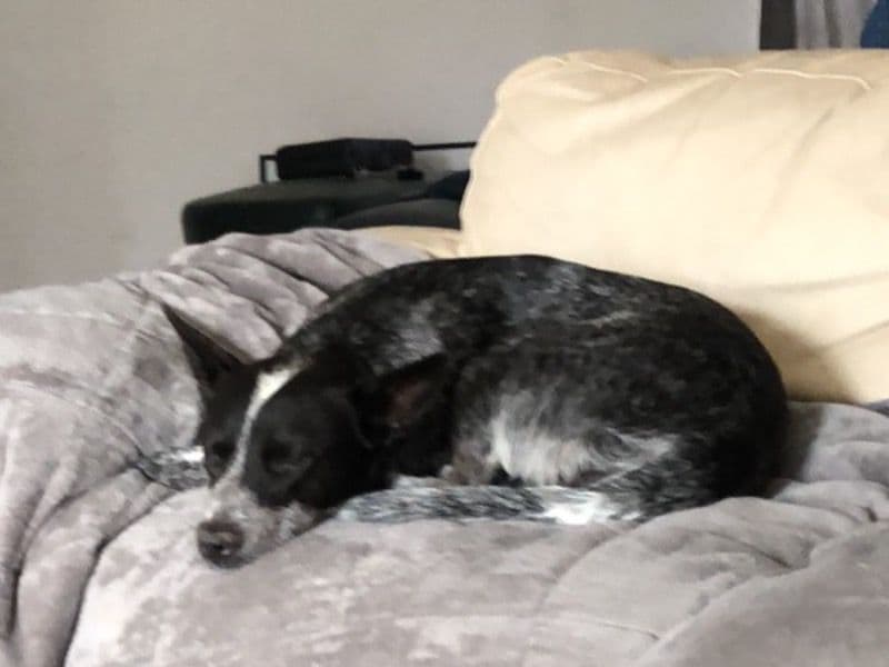 Australian Cattle Dog 2 years 9 months old female medium named Mesha for breeding in City of Cockburn, Western Australia | Petmeetly