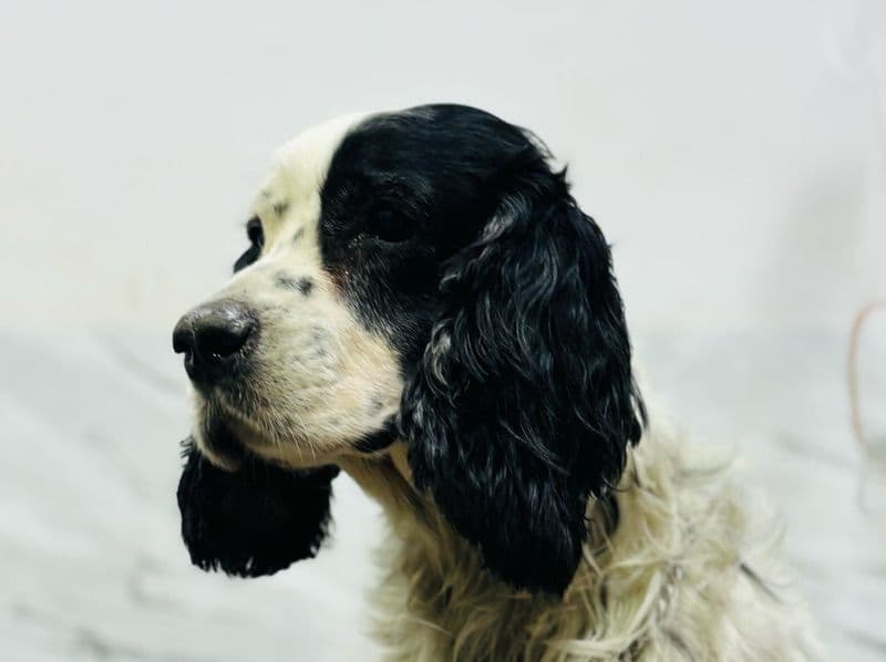 English Cocker Spaniel 8 years 7 months old male medium named Mike for breeding in Kerala | Petmeetly