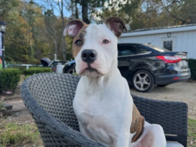 American Pocket Bully 1 year old female medium named Mia for breeding in Baltimore County, Maryland | Petmeetly