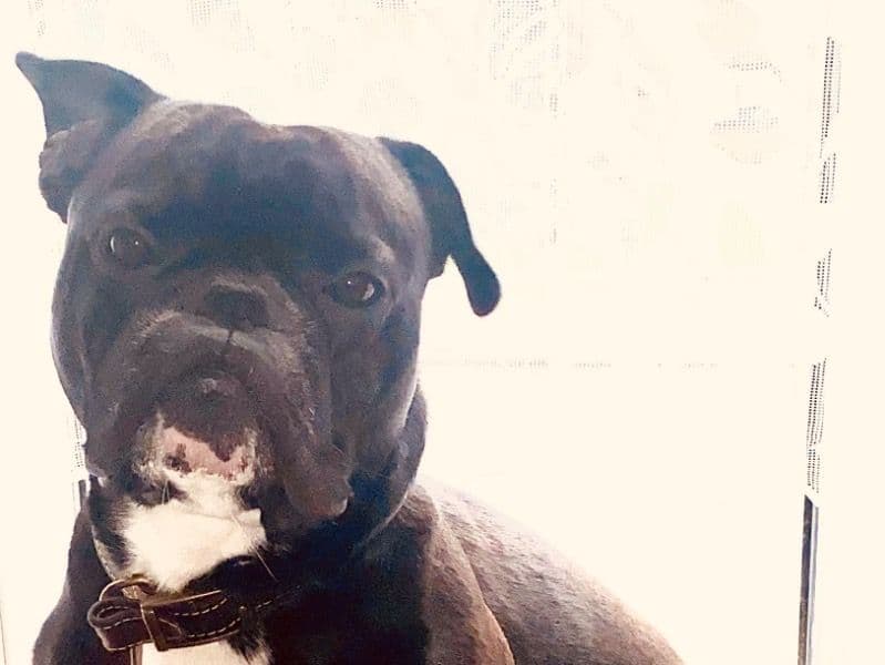 French Bulldog 3 years 6 months old male medium named Rocco for breeding in Southampton, England | Petmeetly