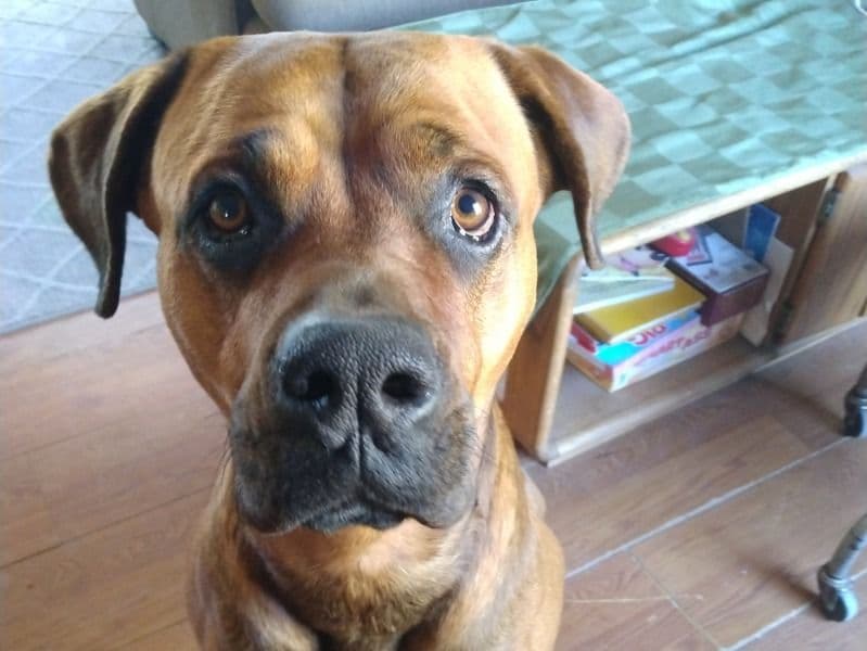 Boxweiler 5 years 6 months old male large named Hank for breeding in San Bernardino County, California | Petmeetly