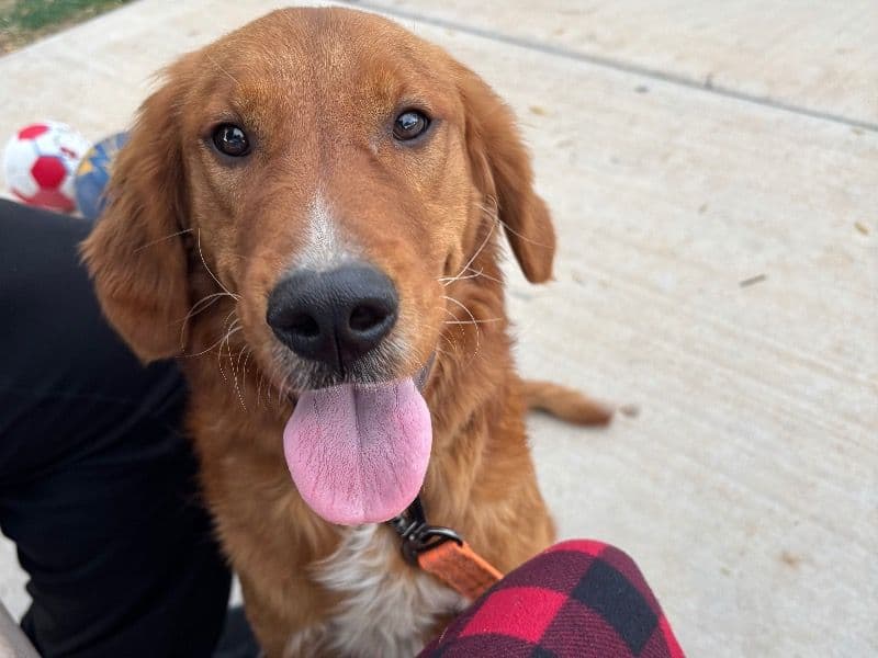 Golden Retriever 1 year old male medium named Bo for breeding in Maricopa County, Arizona | Petmeetly