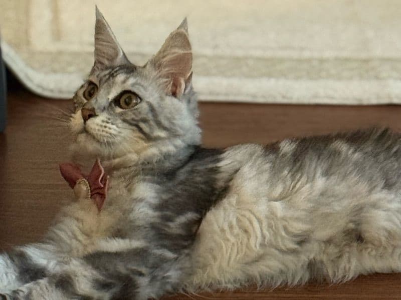 Maow’maow primary photo
