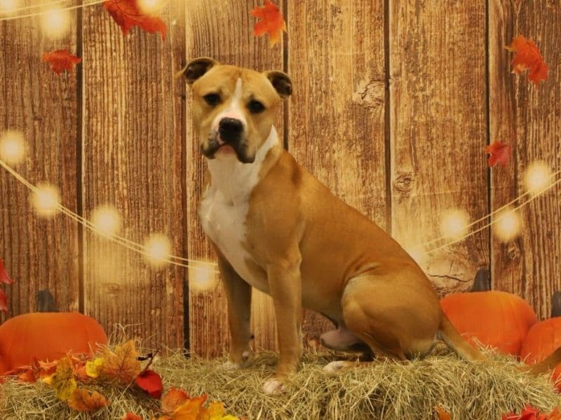 American Bully 1 year old male large named Hercules for breeding in Dorchester County, South Carolina | Petmeetly