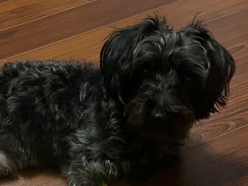 Yorkipoo 2 years 2 months old male small named Bruno for breeding in Mecklenburg County, North Carolina | Petmeetly