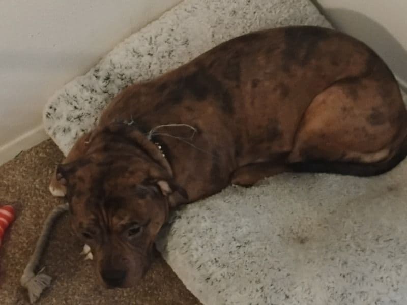 Brindle Pitbull 7 years old female large named Coco for sale in King County, Washington | Petmeetly