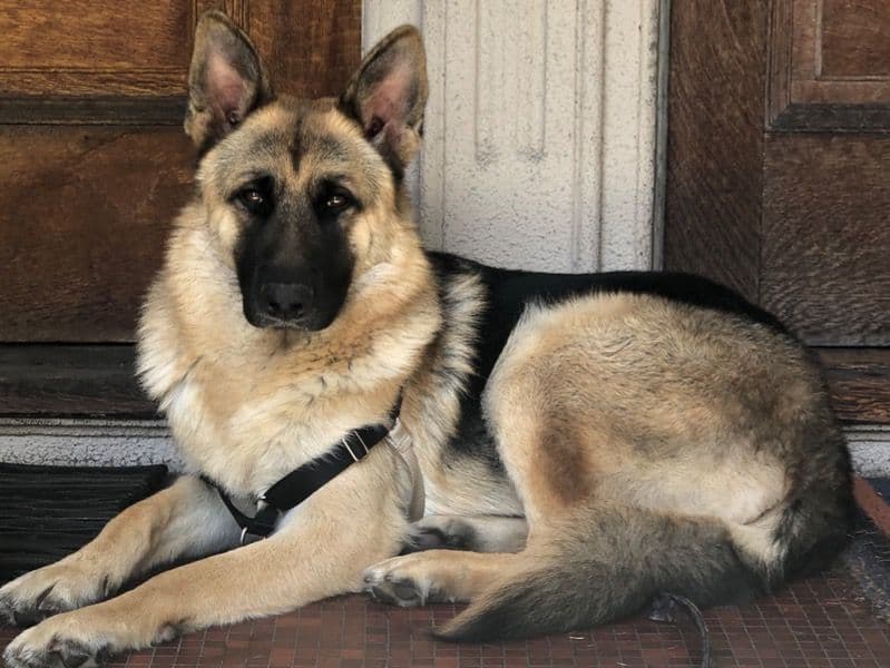 German Shepherd 6 years 6 months old male large named Maxx for breeding | Petmeetly