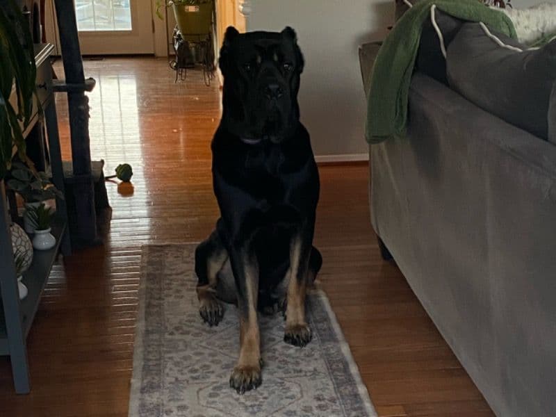 Cane Corso 2 years 1 month old male extra large named Brock for breeding in Carroll County, Maryland | Petmeetly