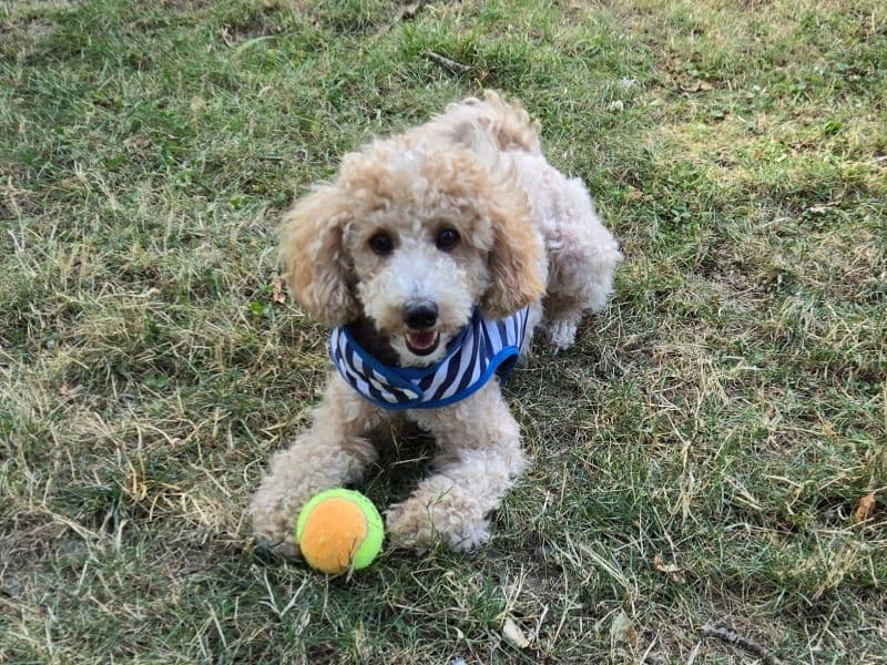 Mochi primary photo