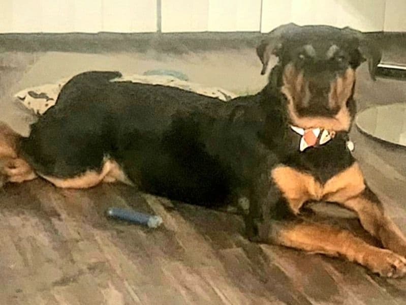 Cynnamon primary photo