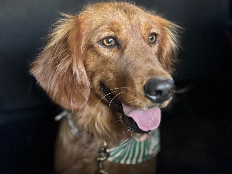 Golden Retriever 3 years old female medium named Sedona for breeding in Maricopa County, Arizona | Petmeetly