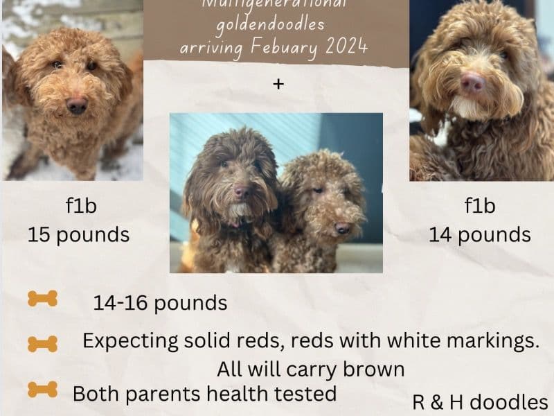Micro Goldendoodle Puppies primary photo