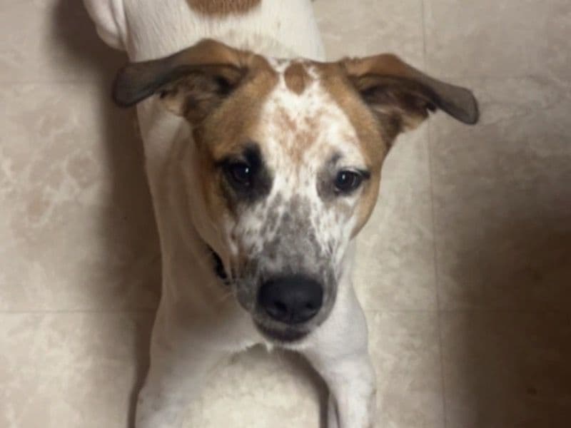 Great Pyrenees 1 year 5 months old male large named Miles for sale in Payne County, Oklahoma | Petmeetly