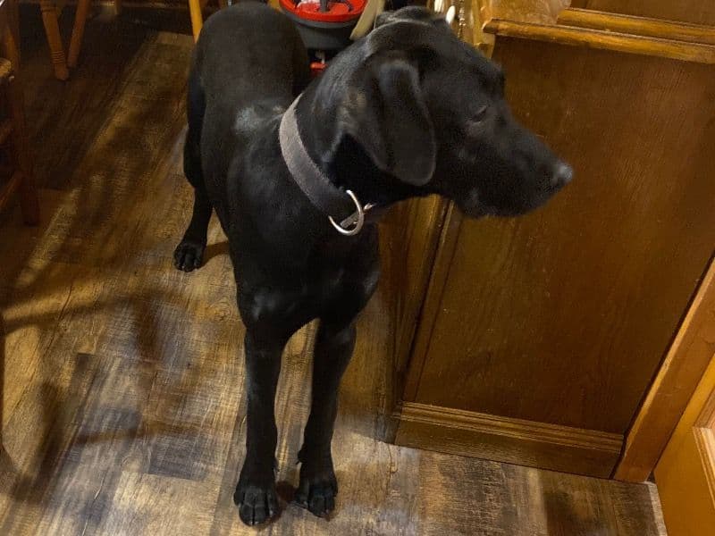 Great Dane 9 months old male large named Loki for breeding in Horry County, South Carolina | Petmeetly