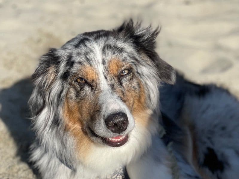 Australian Shepherd 4 years 3 months old female medium named Indigo for breeding | Petmeetly