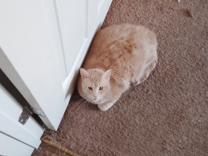 Tabby 6 years 2 months old male named Cooper for sale in Oklahoma County, Oklahoma | Petmeetly