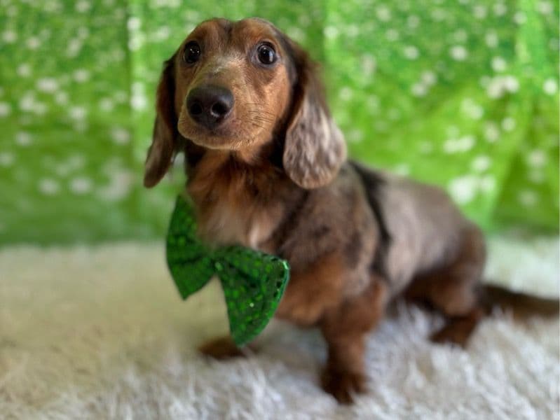 Milo primary photo