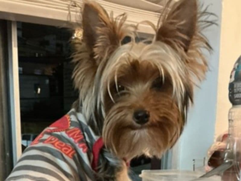Yorkie Russell 1 year 4 months old male small named Nico for breeding in San Diego County, California | Petmeetly