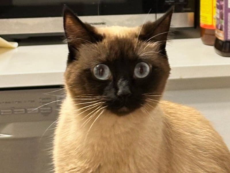 Applehead Siamese 3 years 4 months old female named Meeco for breeding in Toronto, Ontario | Petmeetly