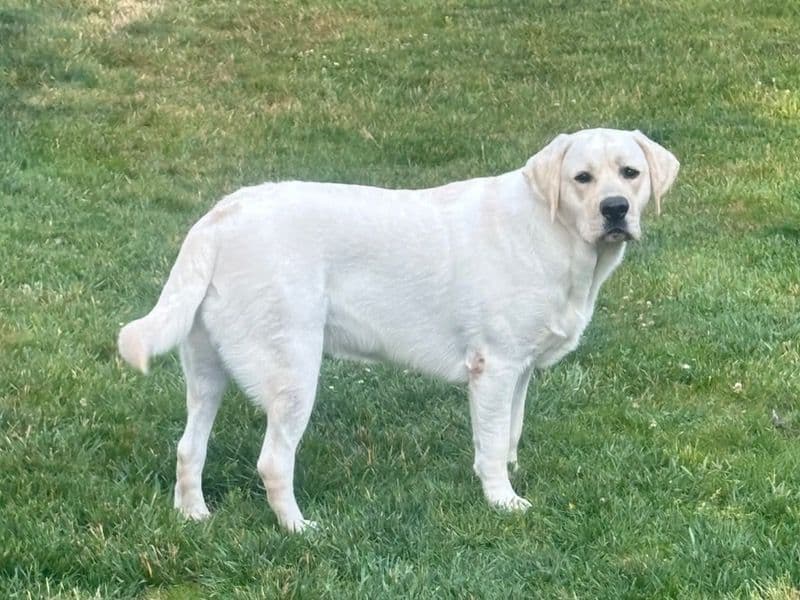 Sir Polar Bear primary photo