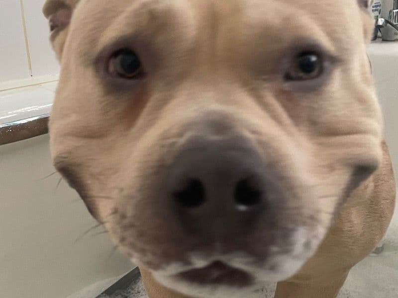 Enzo primary photo