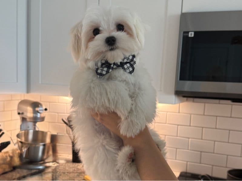 Teddy - Maltese | Petmeetly