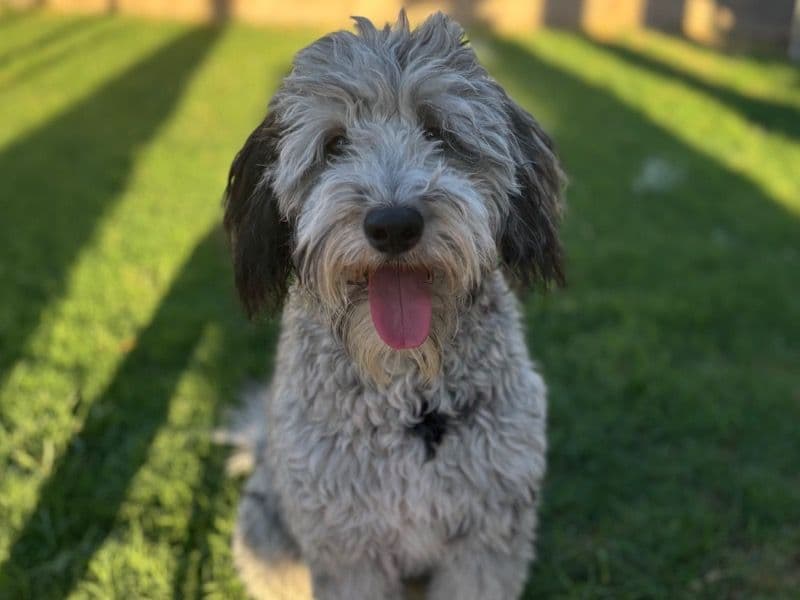 Sheepadoodle 11 months old female medium named Margo for breeding | Petmeetly