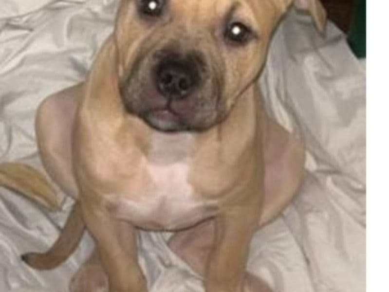 American Bully 4 months old female large named Zyenna for sale in St. Louis County, Minnesota | Petmeetly