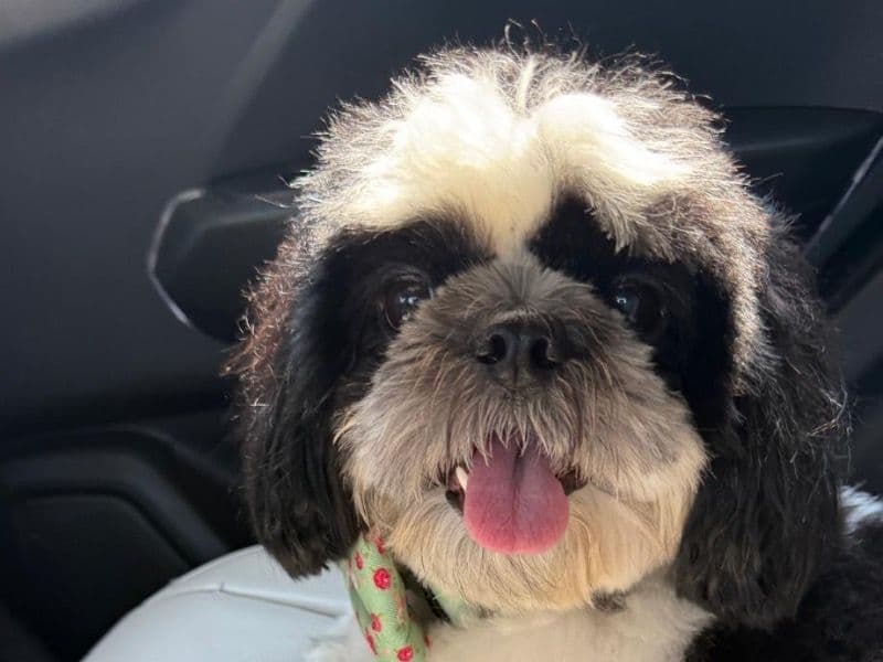 Fluffy primary photo