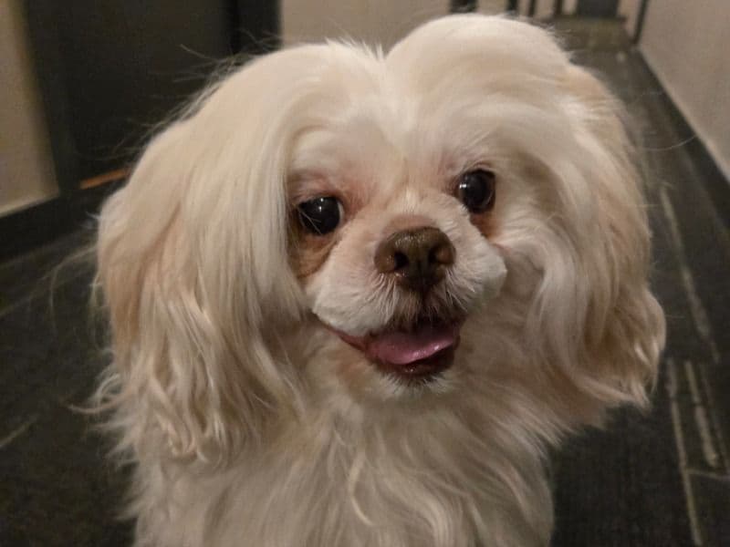Shih Tzu 8 years old male medium named Gizmo for breeding in New York County, New York | Petmeetly