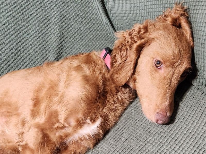 Poodle 1 year 7 months old female medium named Princesa for breeding in Oklahoma County, Oklahoma | Petmeetly