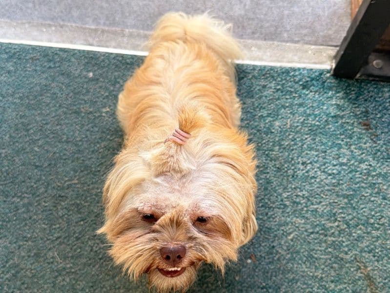 Shih Tzu 1 year 7 months old male small named Coco for breeding in Brevard County, Florida | Petmeetly