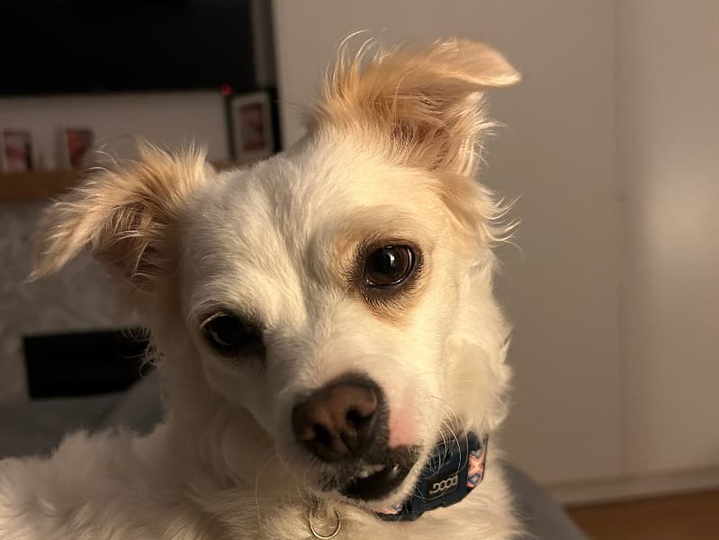 Taffy primary photo