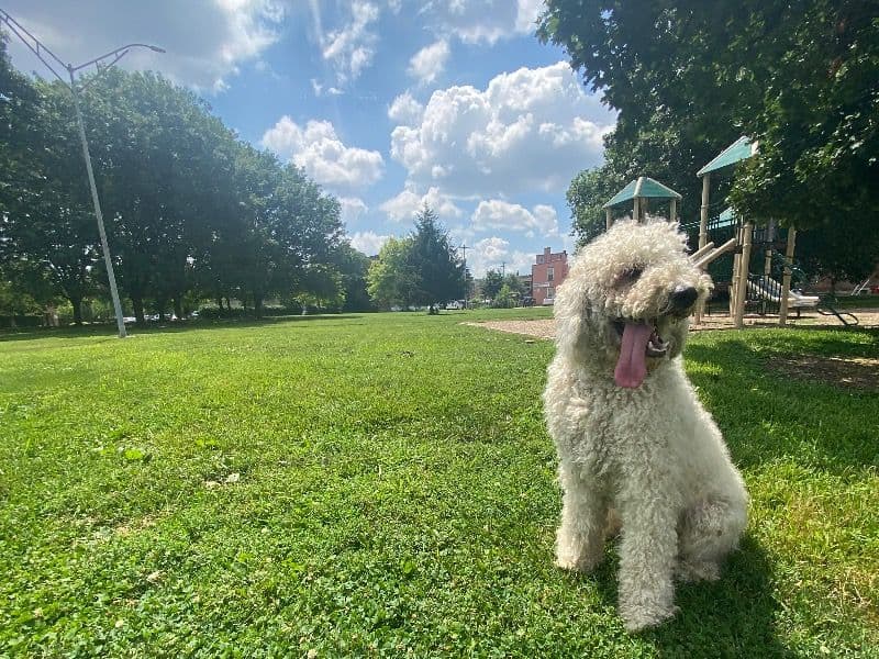 Goldendoodle 1 year 11 months old male medium named Milo for breeding in Hamilton County, Ohio | Petmeetly