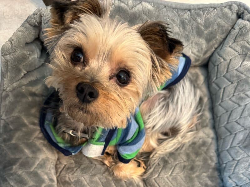 Buddy primary photo
