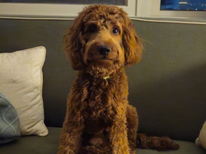 Cockapoo 2 years 7 months old male medium named Max for breeding in Gurgaon Division, Haryana | Petmeetly