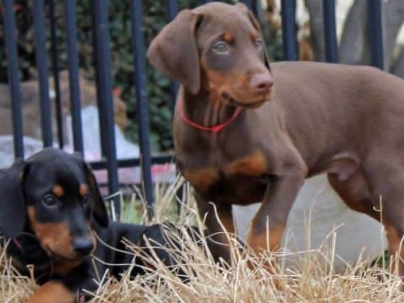 Jake - Doberman | Petmeetly