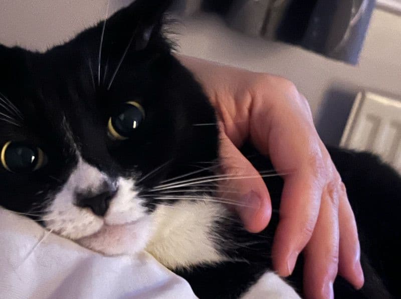 British Shorthair 7 years old female named Gracie for breeding in Essex, England | Petmeetly