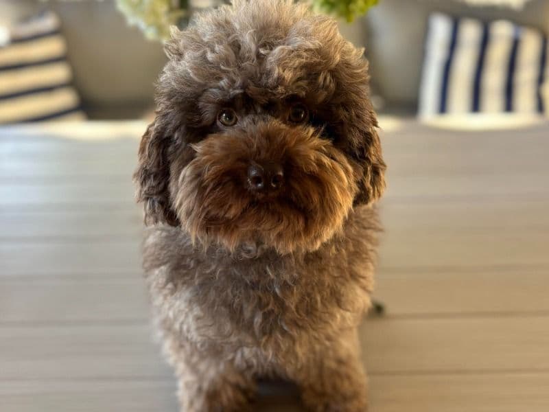 Cavoodle 3 years 4 months old male small named Silas for breeding in City of Blacktown, New South Wales | Petmeetly