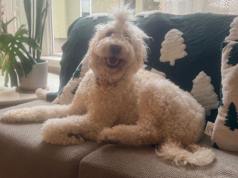 Goldendoodle 1 year 10 months old female medium named Billie for breeding in Sherwood No. 159, Saskatchewan | Petmeetly