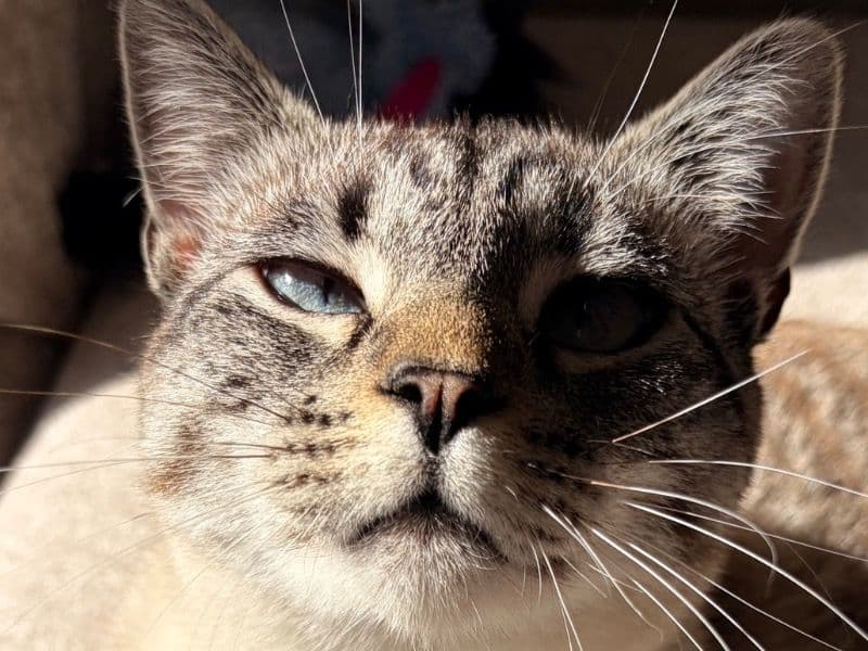 Haku - Siamese | Petmeetly