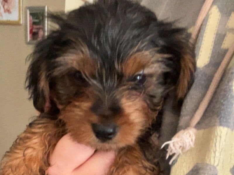 Not Named - Yorkshire Terrier | Petmeetly
