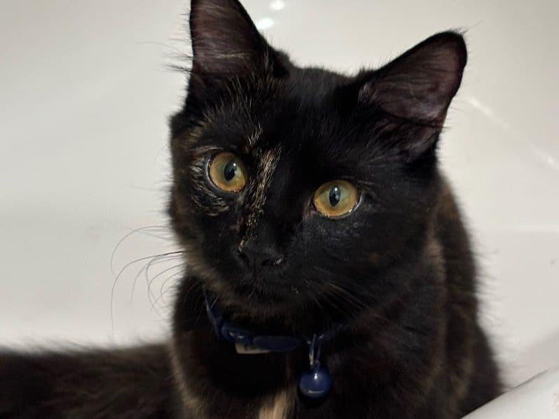 Tortoiseshell cat 7 months old female named Skully for breeding in Broward County, Florida | Petmeetly