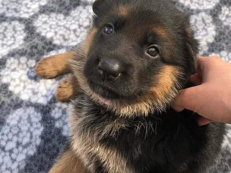 Black German Shepherd 1 year old male small named Kelly for adoption in New York, New York | Petmeetly