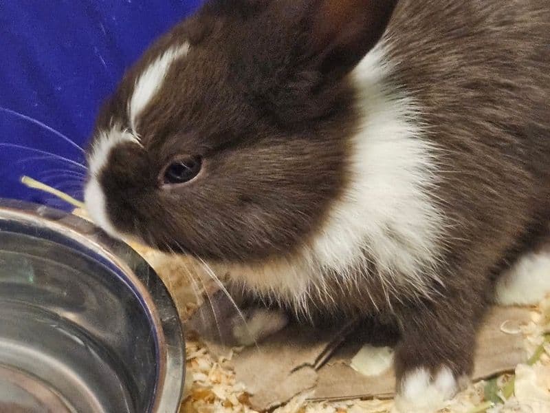 Dutch 2 months old male named Oreo for sale in Pima County, Arizona | Petmeetly