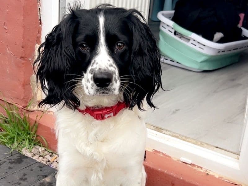 English Cocker Spaniel 3 years 6 months old male medium named Coco for breeding in Nottinghamshire, England | Petmeetly