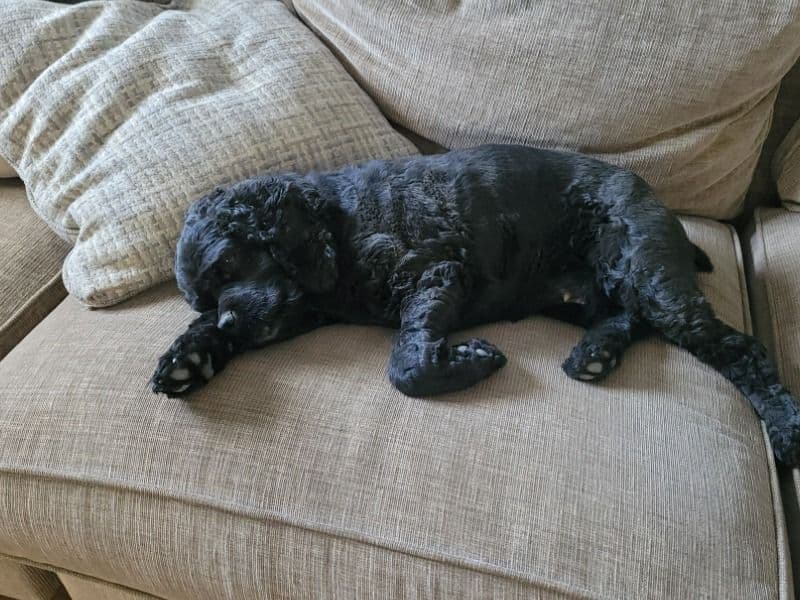 American Cocker Spaniel 5 years 6 months old female medium named Juli for breeding in Washoe County, Nevada | Petmeetly