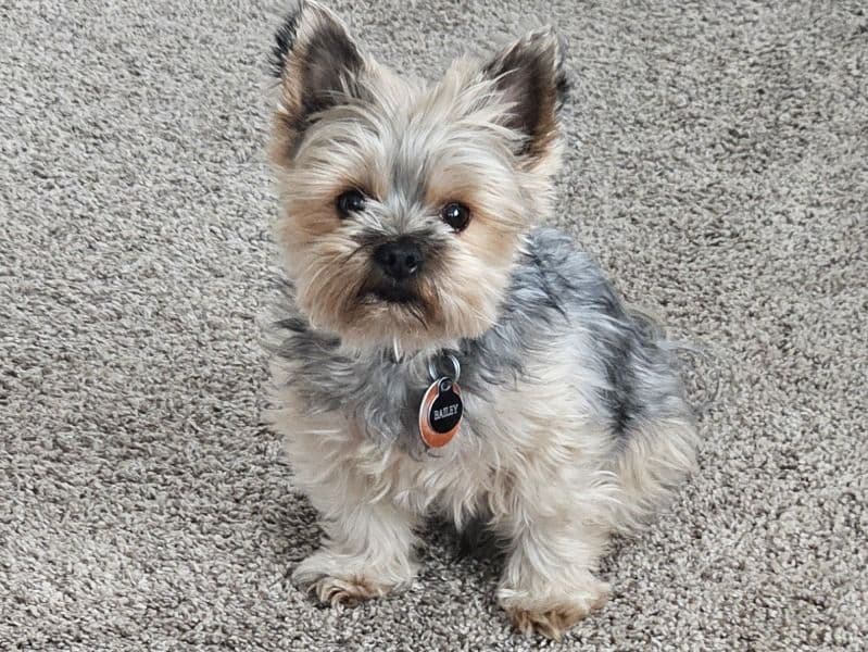 Bailey primary photo